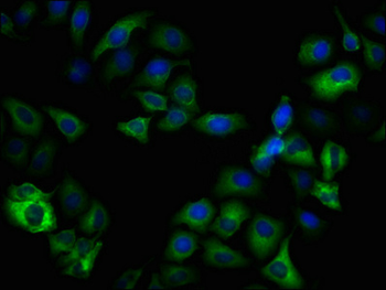 GSK3B Antibody