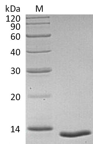 Human TGF beta 1 protein