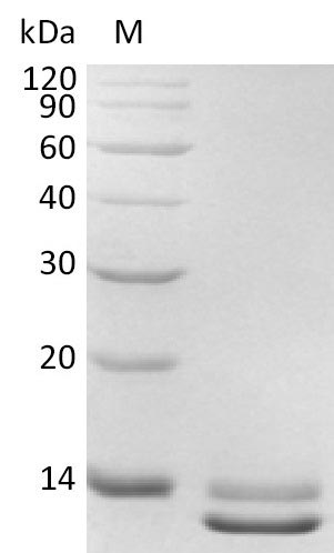 Human TGFB3 protein