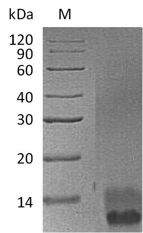 Mouse Egf protein
