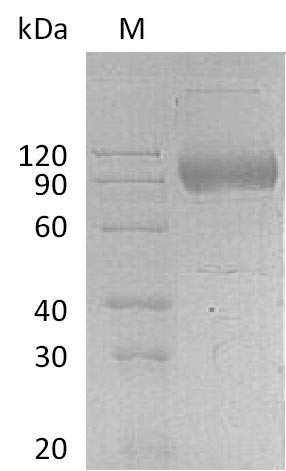 Human IL17RA protein