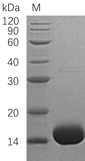 Human IL3 protein