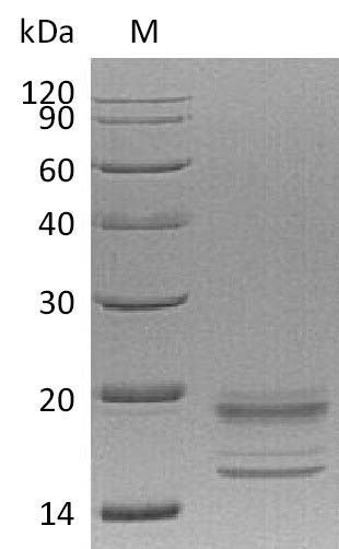 Human IL17A & IL17F protein