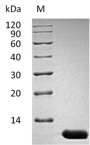 Mouse IL13 protein