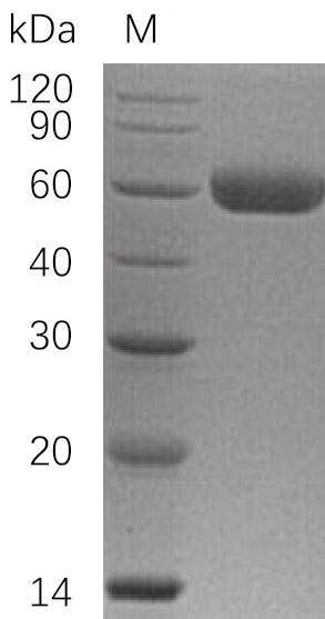 Human TNFRSF10C protein