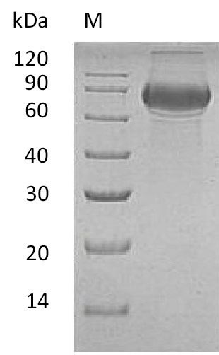 Human CD19 protein