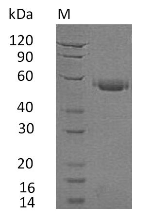 Human CD40 protein