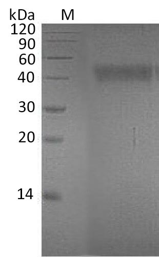 Human EFNA4 protein