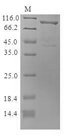 Mouse Ckap4 protein