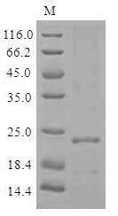 Virus ftnA protein