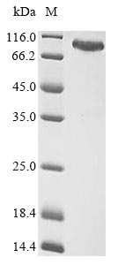Human GSPT1 protein