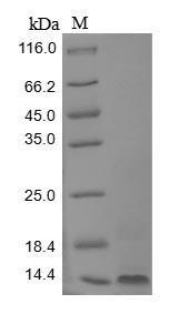 Mouse Sprr2b protein