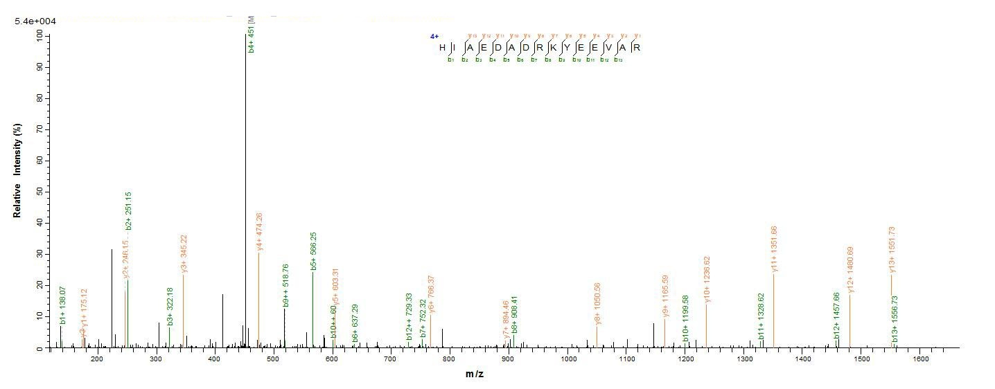 Rabbit Tropomyosin protein