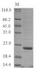 Bovine Odorant-binding protein protein