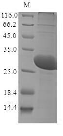 Bacteria fno protein