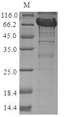 Human NRROS protein