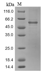 Mouse Srpx2 protein