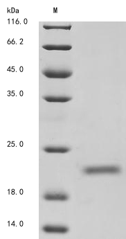 Mouse Pla2g12a protein