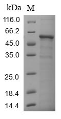 Human COL6A3 protein