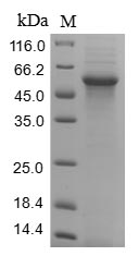 Human COL6A3 protein