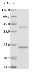 Rat Pmp22 protein
