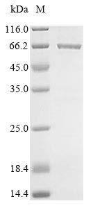 E. coli cea protein