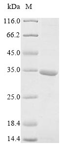 Human ARID1A protein