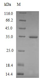 Mouse C1qa protein