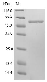 Mouse Ckap4 protein