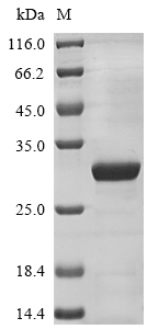 Human CNTF protein