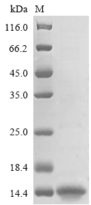 Human COL6A2 protein