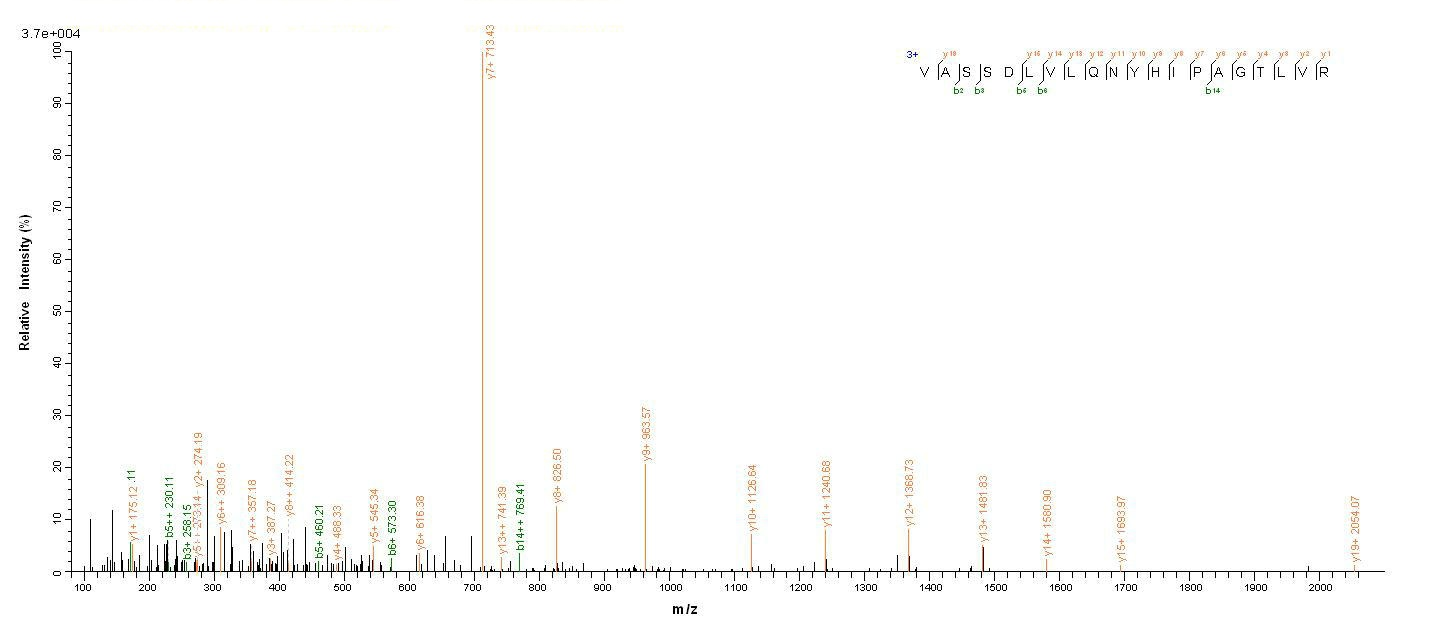 Human CYP11B1 protein