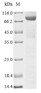 Human DNM1L protein