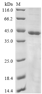 Human ENOX2 protein