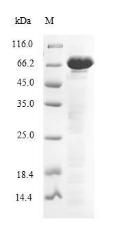 Human ENOX2 protein