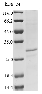 Primate FASLG protein