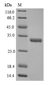 Human FGF2 protein