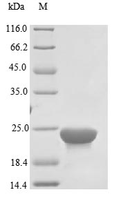 Virus ftnA protein