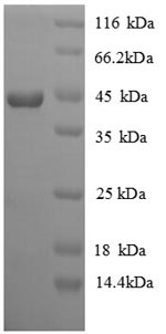Gallus IFN gamma protein