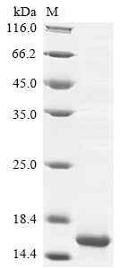 Mouse Igf2 protein