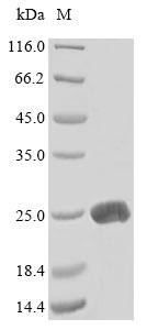 Mouse Lta protein
