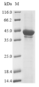 Human MAGEA1 protein
