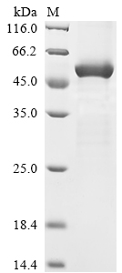 Human NPR2 protein