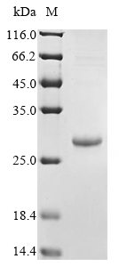 Human PDGF B protein
