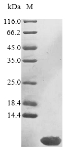 Mouse Phb protein