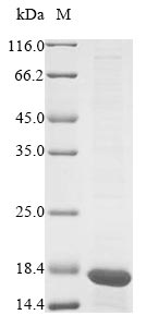 Mouse Phb protein