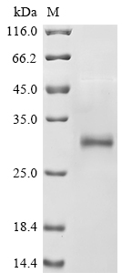 Rat Prss1 protein