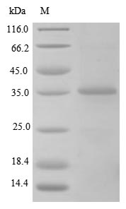 Rat TGF beta 1 protein