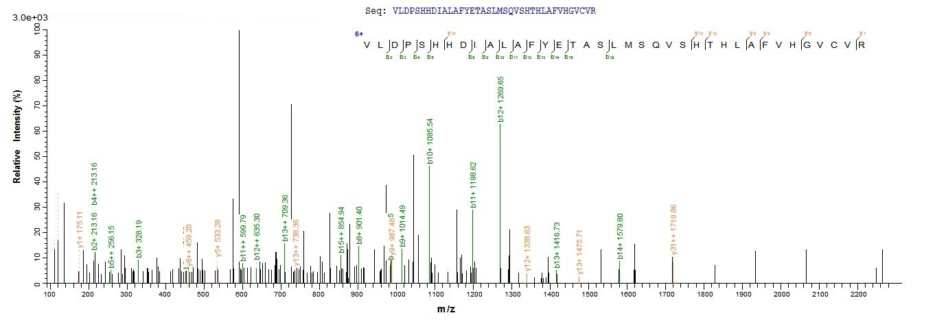 Human TYK2 protein