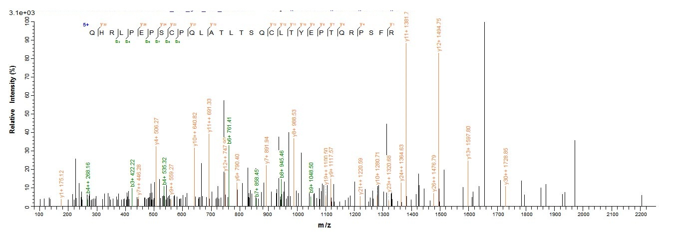 Human TYK2 protein